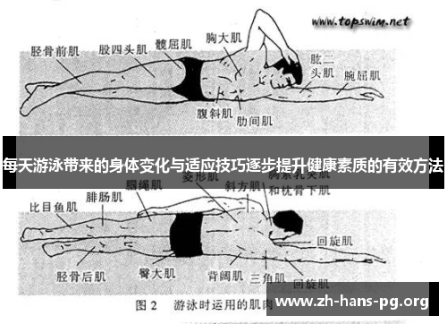 每天游泳带来的身体变化与适应技巧逐步提升健康素质的有效方法 每天游泳带来的身体变化与适应技巧逐步提升健康素质的有效方法